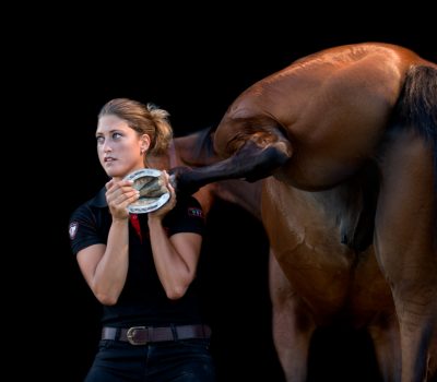 ostéopathe equin nimes