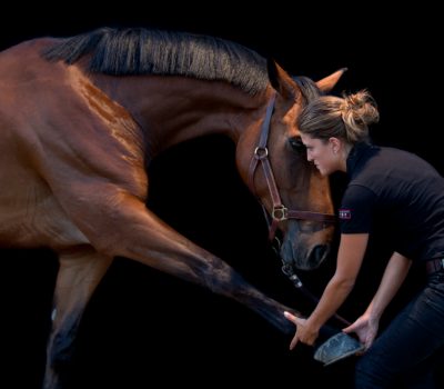 ostéopathe chevaux montélimar