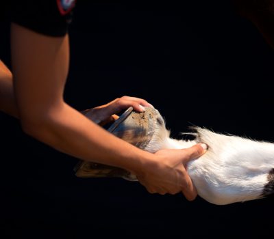 osteopathe chevaux hérault