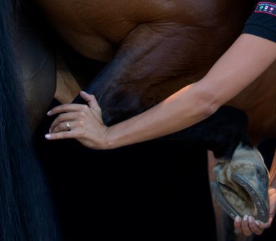 osthéopathie chevaux montpellier